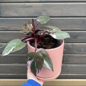 Houseplant Pink Princess in Decorative Planter