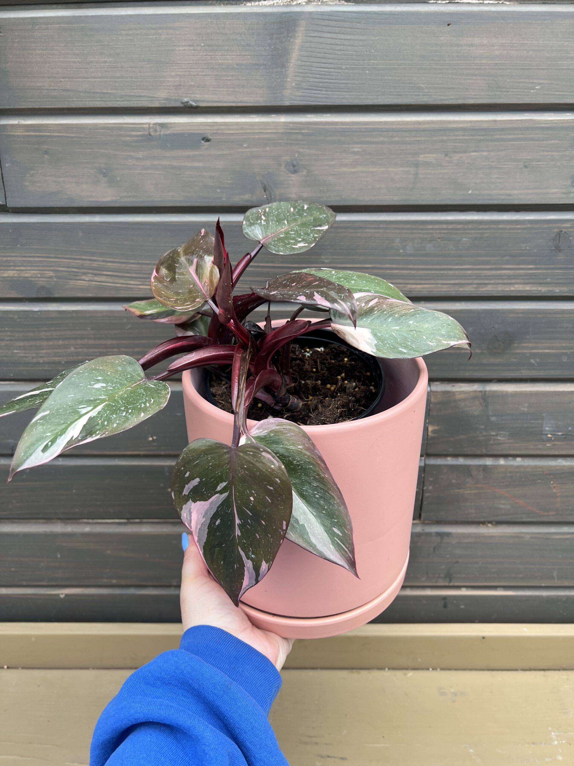 Houseplant Pink Princess in Decorative Planter