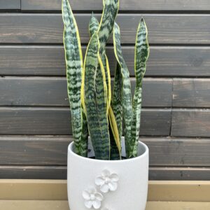 Houseplant Snake Plant in Neutral Planter