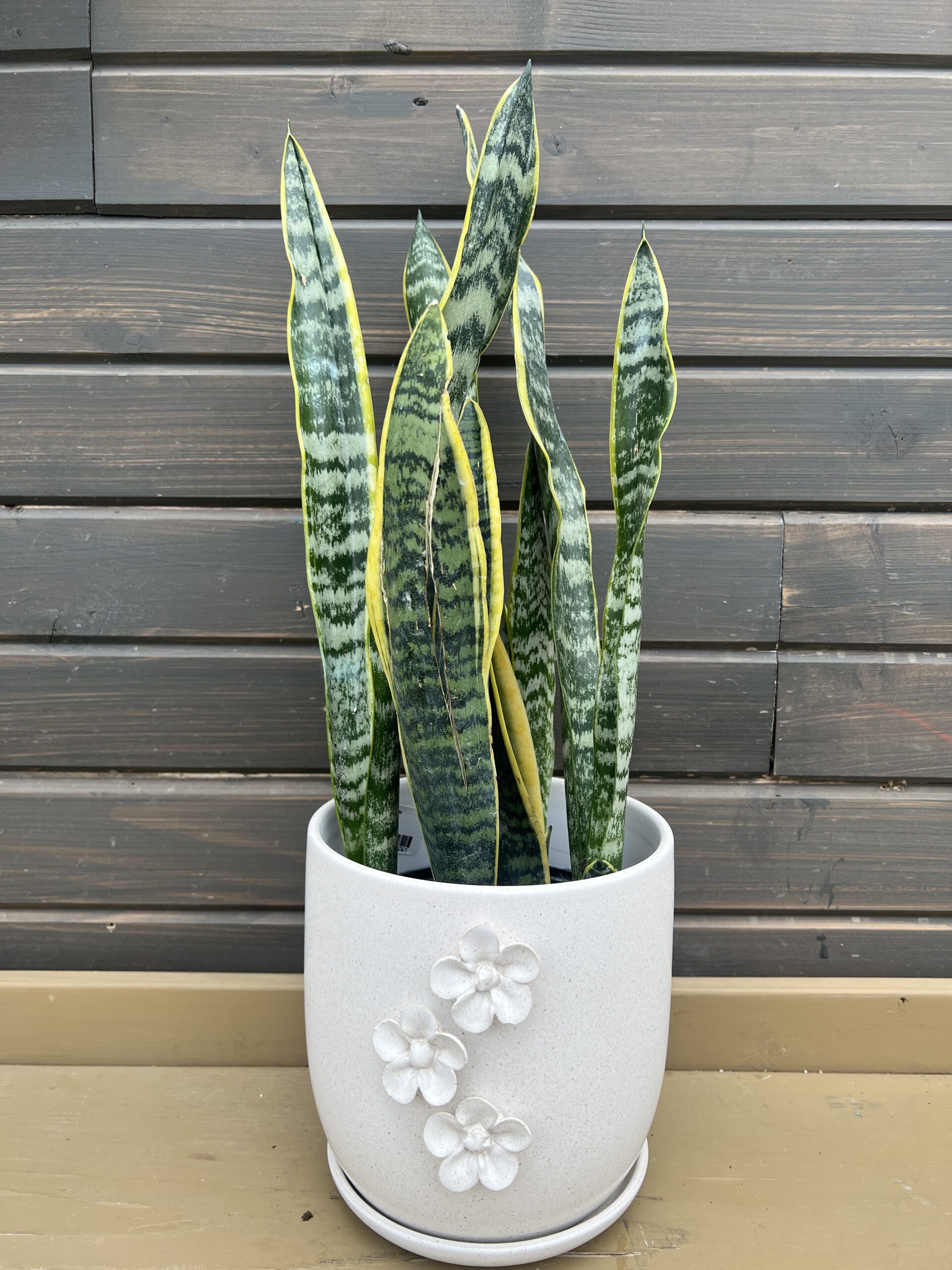 Houseplant Snake Plant in Neutral Planter