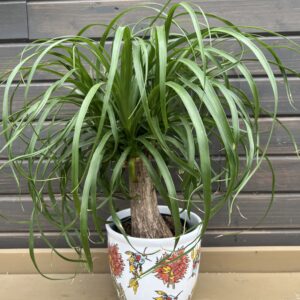Houseplant Ponytail Palm in Tropical Planter