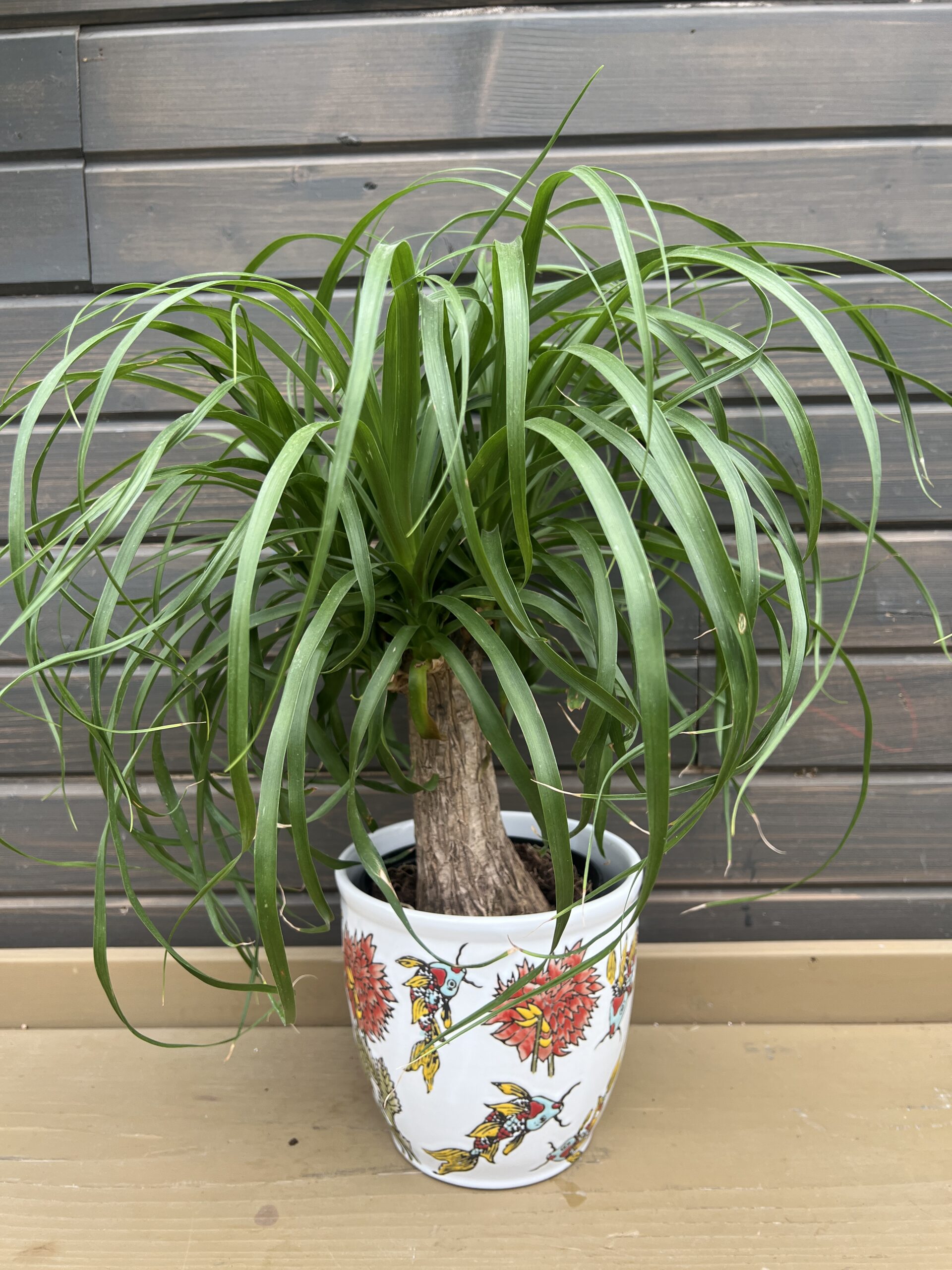 Houseplant Ponytail Palm in Tropical Planter