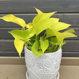Houseplant Neon Pothos in Ceramic Planter