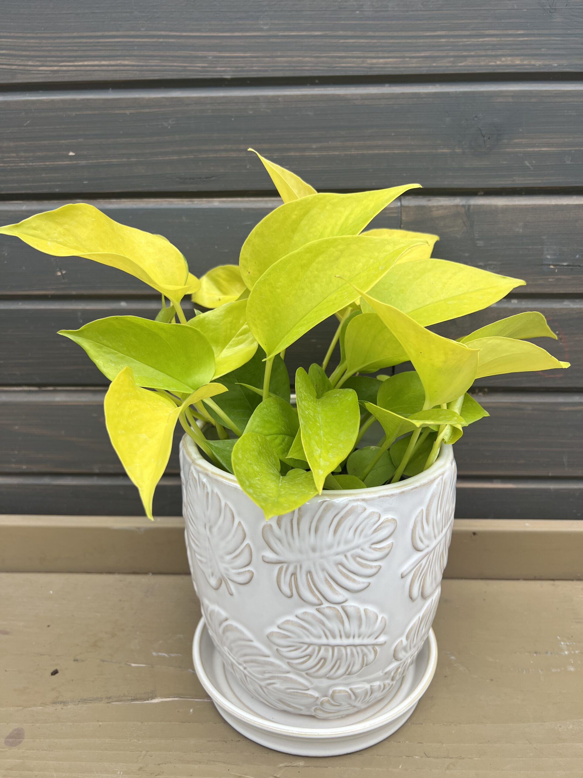 Houseplant Neon Pothos in Ceramic Planter