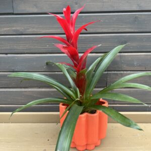 Houseplant Bromeliad in Bright Planter