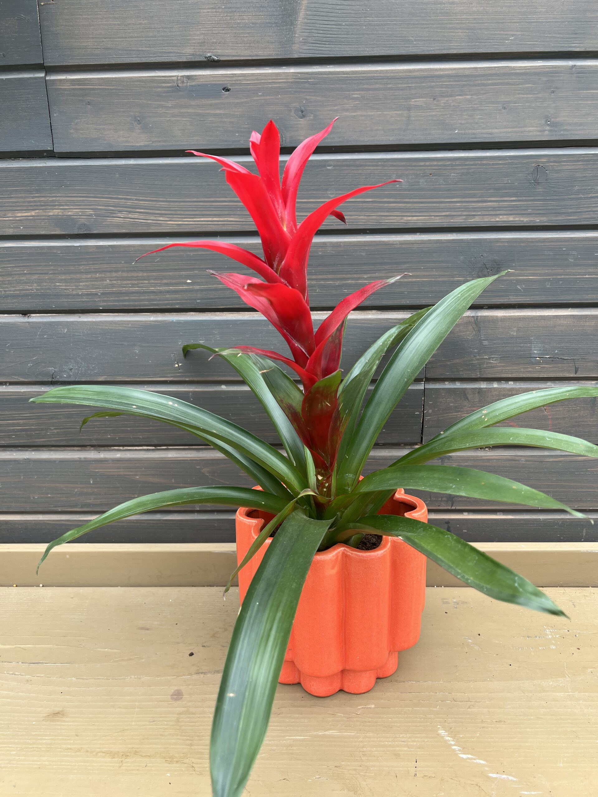 Houseplant Bromeliad in Bright Planter