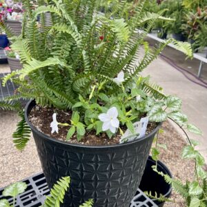 Annual Planter Shade Combo