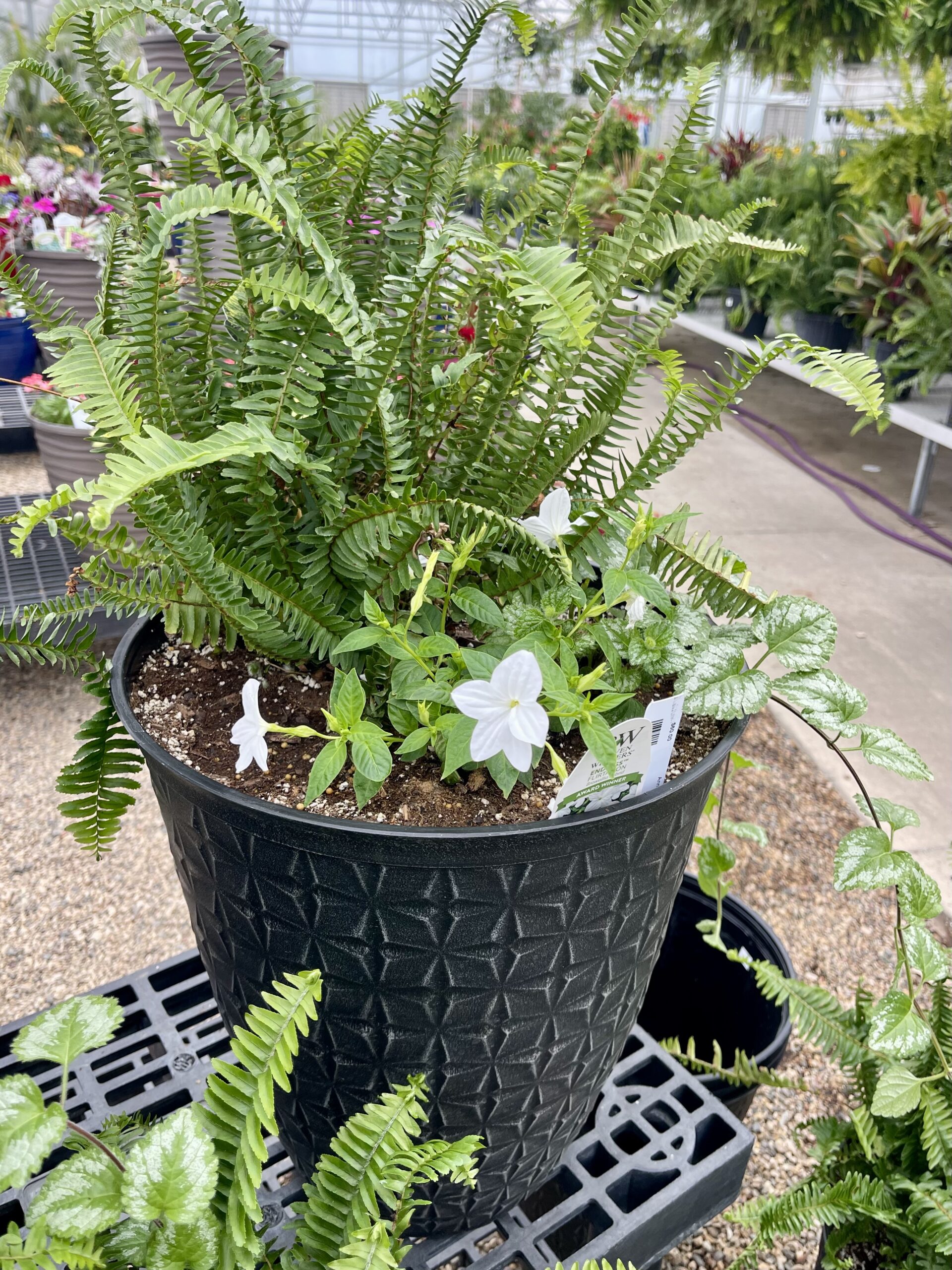 Annual Planter Shade Combo