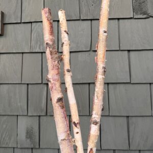 Decorative Sticks Birch Pole