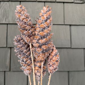 Decorative Sticks Strobus Pine Cones